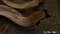 Tricholoma aurantium image