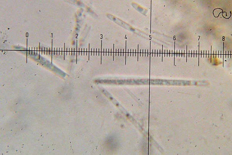 Bacidina image