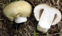 Russula crustosa image