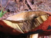 Boletus erythropus image