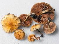 Pholiota spumosa image