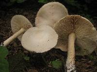Melanoleuca cognata image