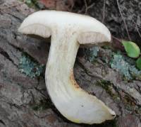 Retiboletus griseus image