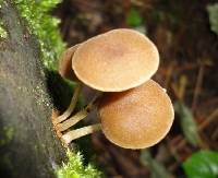 Simocybe centunculus var. centunculus image