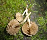 Simocybe centunculus var. centunculus image