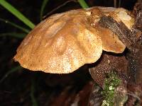 Tapinella atrotomentosa image