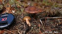 Lactarius rufus var. parvus image