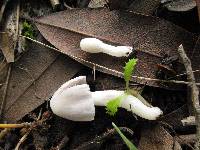 Coprinopsis marcescibilis image