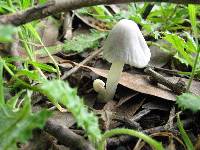 Coprinopsis marcescibilis image