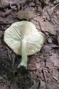 Megacollybia rodmani image