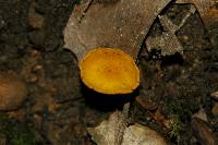 Cantharellus minor image