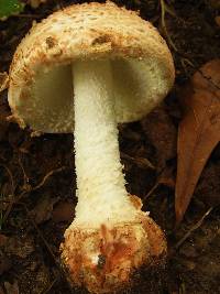 Amanita daucipes image