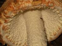 Amanita daucipes image