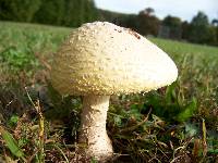 Amanita amerimuscaria image