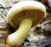 Gymnopilus luteus image