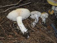 Amanita aprica image