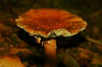 Amanita amerirubescens image