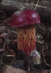 Boletus frostii image