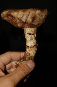 Tylopilus felleus image