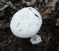 Amanita abrupta image