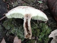 Boletus pallidus image