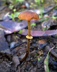 Conocybe rugosa image