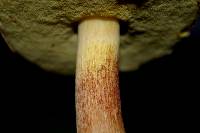 Boletus hortonii image