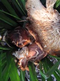 Gymnopus luxurians image