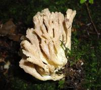 Clavulina rugosa image