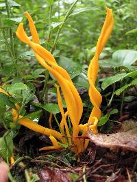 Clavulinopsis fusiformis image