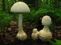 Amanita daucipes image