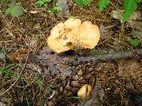 Suillus weaverae image