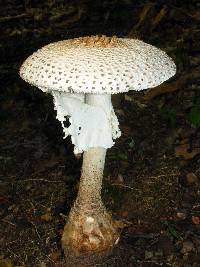 Amanita daucipes image