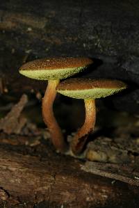 Boletellus chrysenteroides image