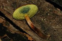 Boletellus chrysenteroides image