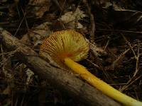 Hygrocybe cuspidata image