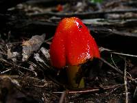 Hygrocybe cuspidata image