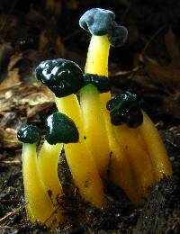 Leotia viscosa image