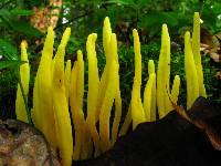 Clavulinopsis fusiformis image