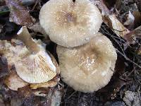 Lactarius fumosus image