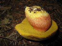 Boletus smithii image