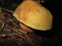 Boletus smithii image