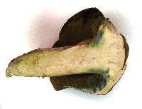 Boletus smithii image