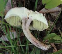 Boletus pallidus image