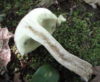 Boletus pallidus image