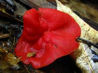 Sarcoscypha occidentalis image