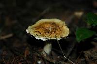 Stropharia hardii image