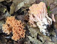 Ramaria formosa image