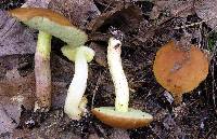 Boletus rubropunctus image