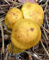 Cortinarius semisanguineus image